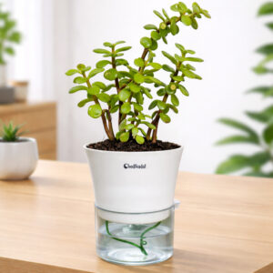 Jade + self watering