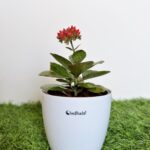 Kalanchoe flowering succulent