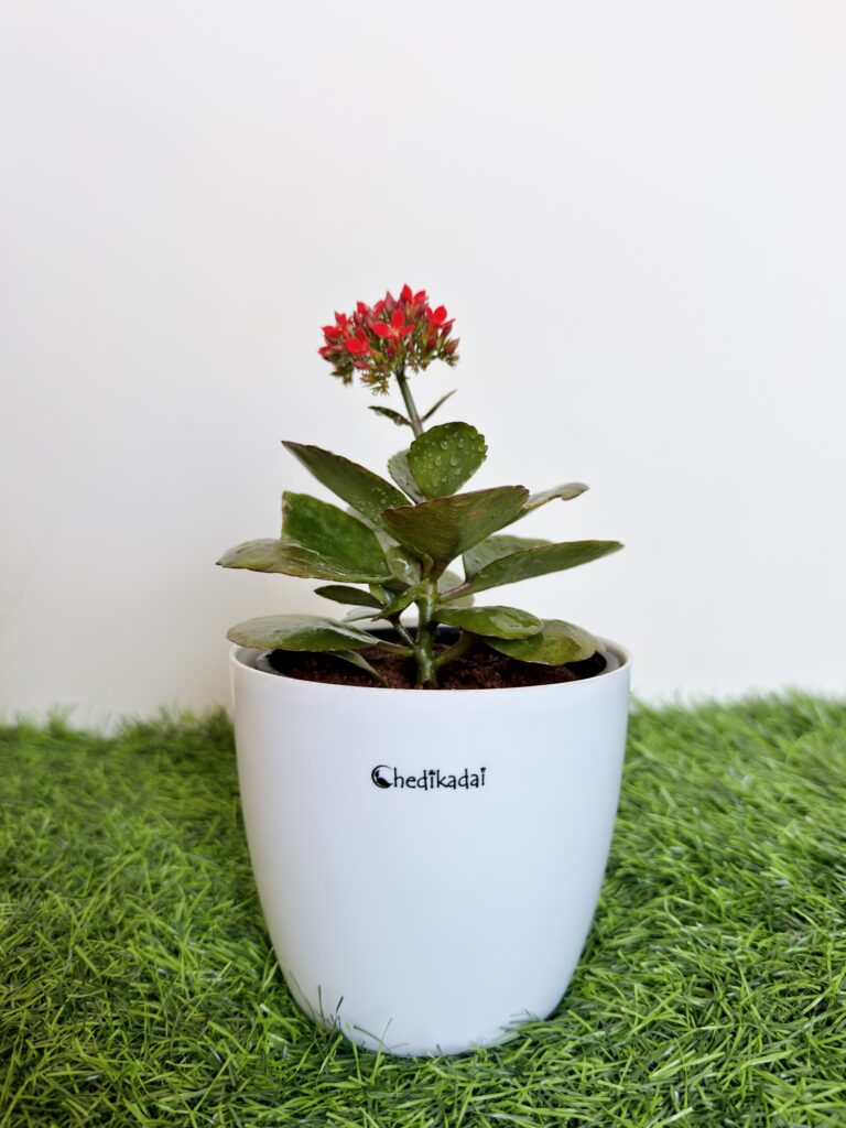 Kalanchoe flowering succulent