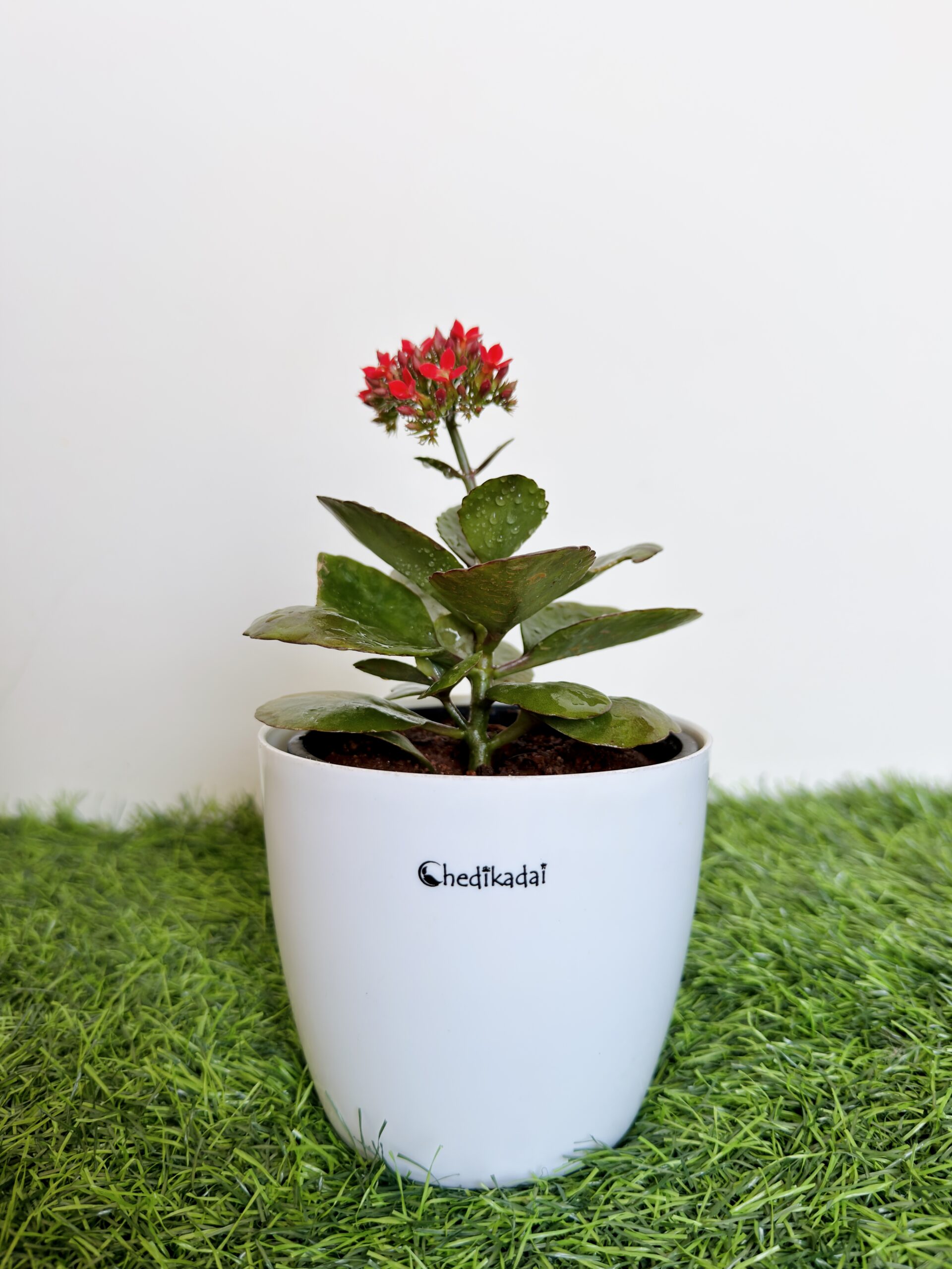 Kalanchoe flowering succulent