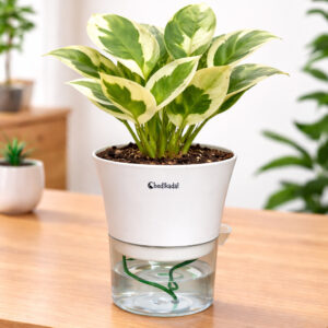 Money plant white and green N’joy + self watering