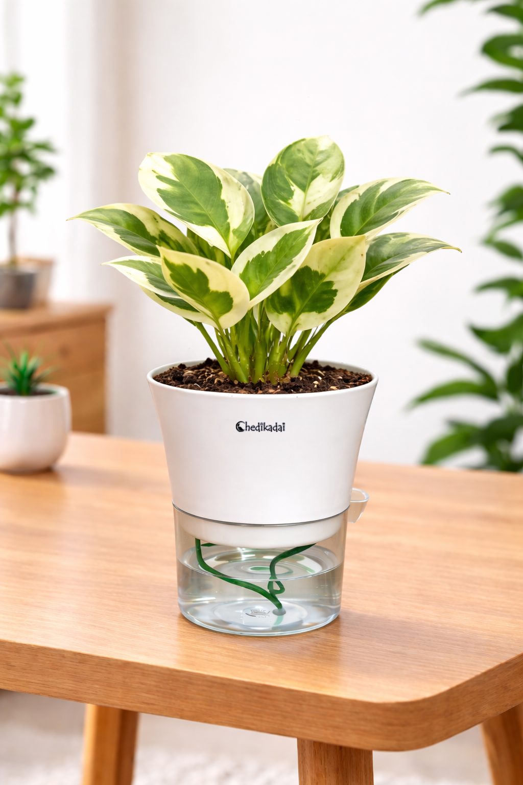 Money plant white and green N’joy + self watering