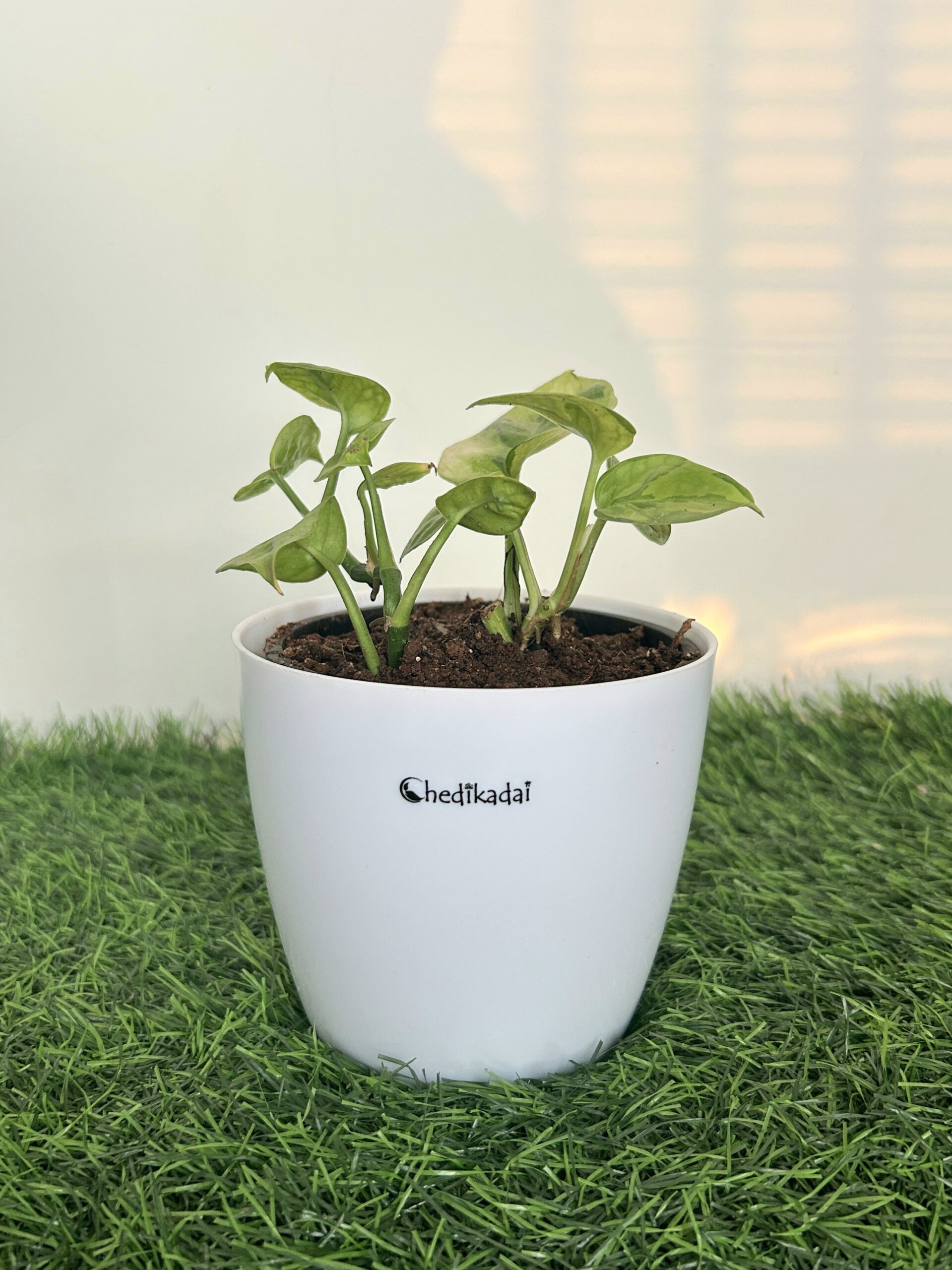 Money plant green variegated