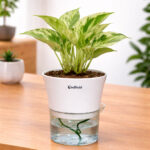 Money plant marble + self watering