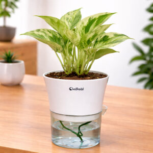 Money plant marble + self watering