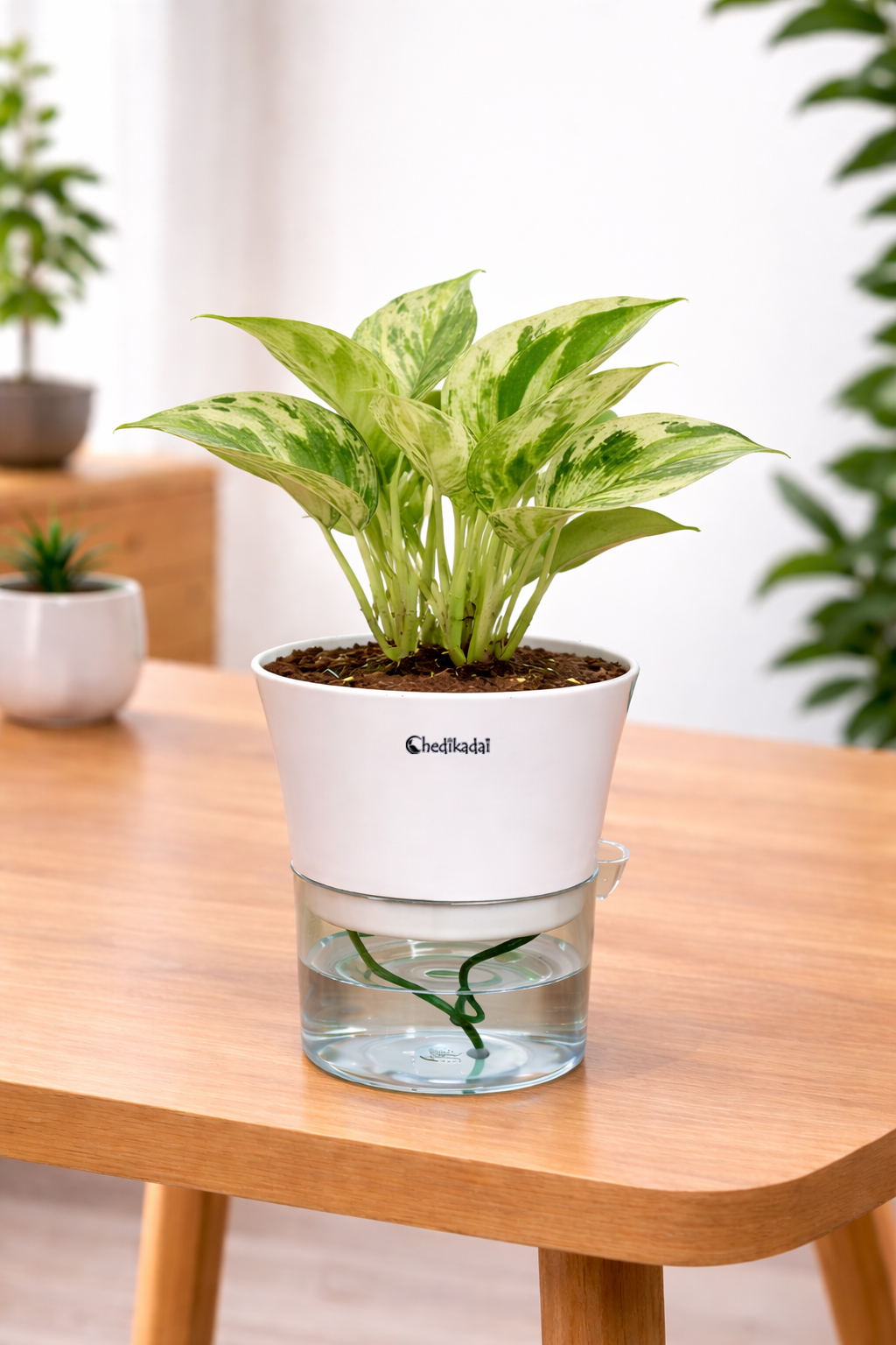 Money plant marble + self watering