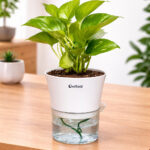 Money plant variegated + self watering