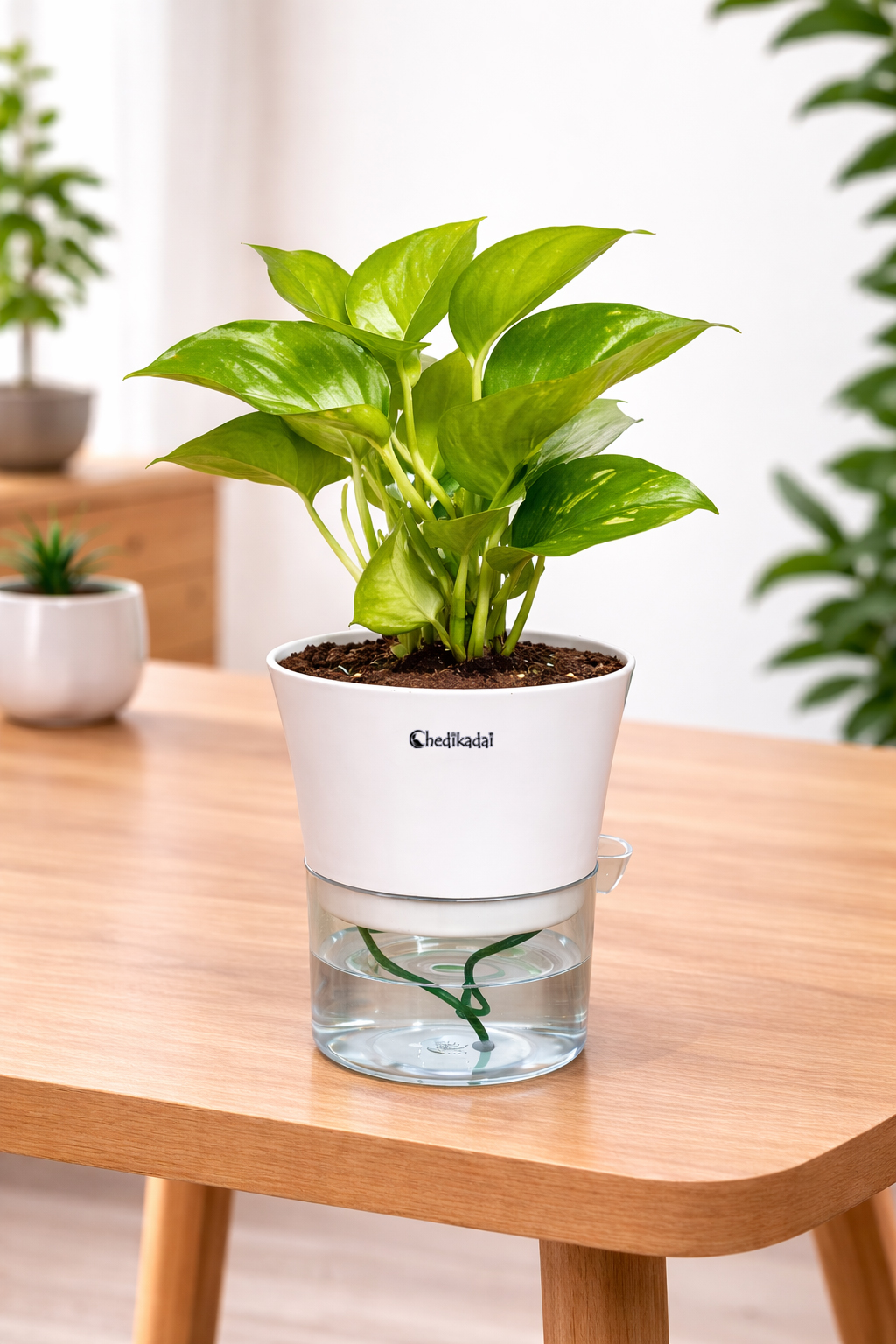 Money plant variegated + self watering