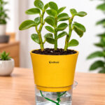 Pepromia green creeper + watering