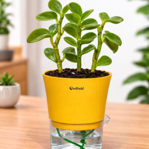 Pepromia green creeper + watering