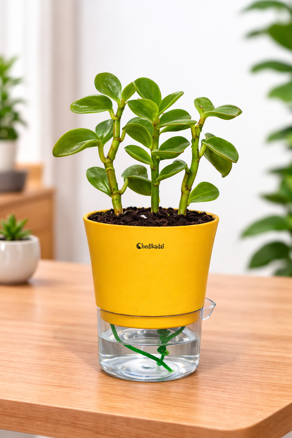 Pepromia green creeper + watering