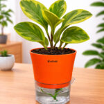 Peperomia variegated + self watering