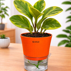 Peperomia variegated + self watering