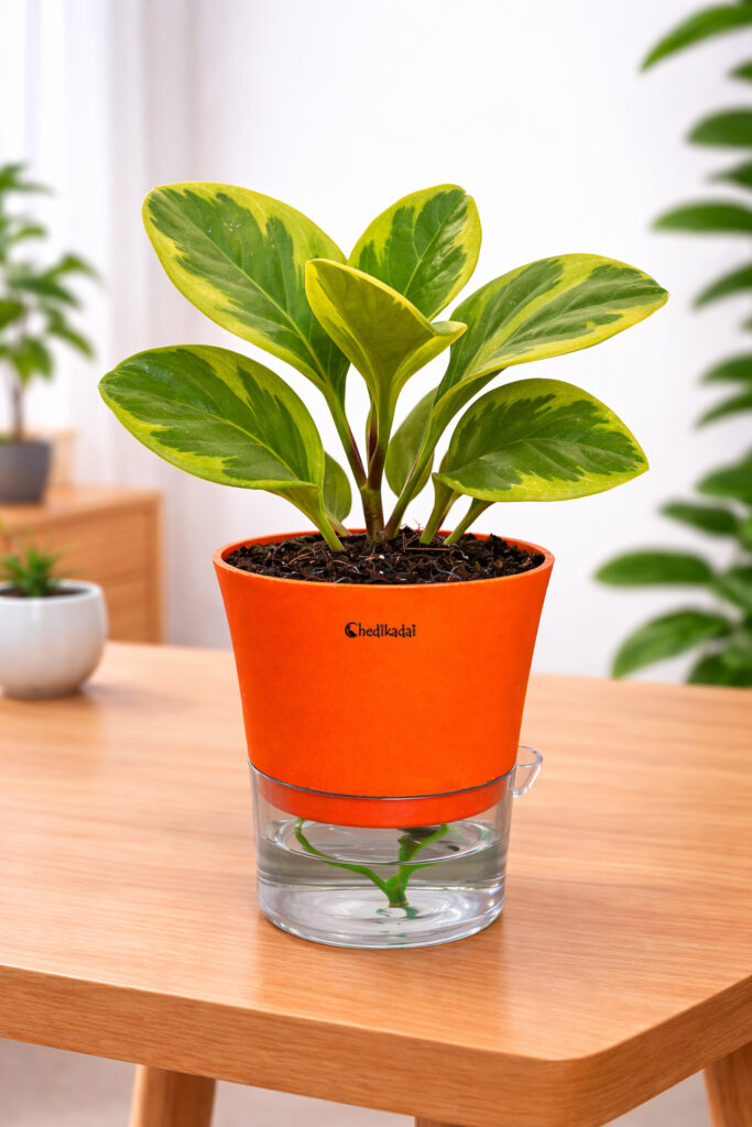 Peperomia variegated + self watering