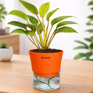 Philodendron Ceylon Golden + self watering