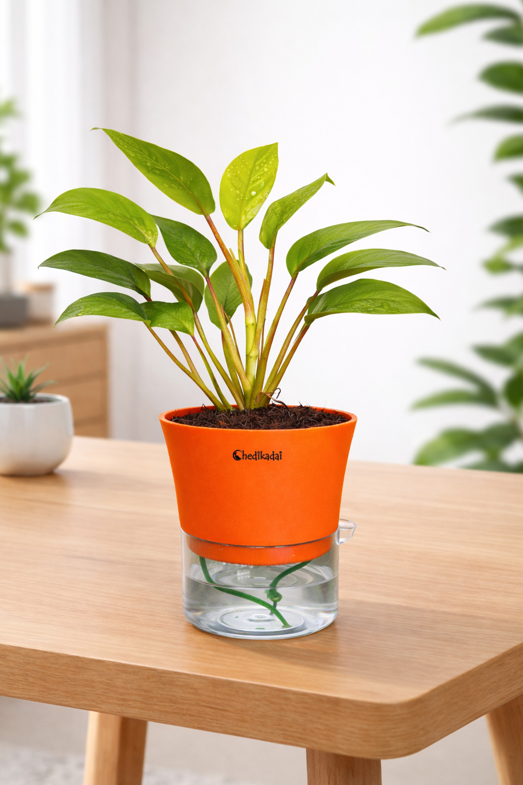 Philodendron Ceylon Golden + self watering