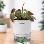 Philodendron Ceylon red + self watering