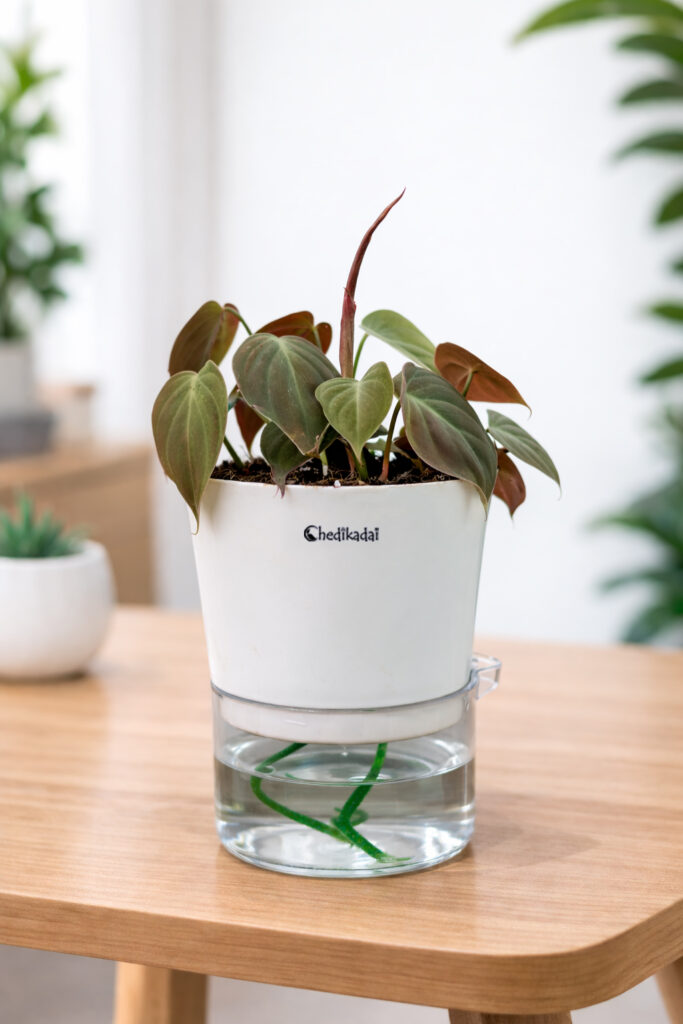 Philodendron Ceylon red + self watering