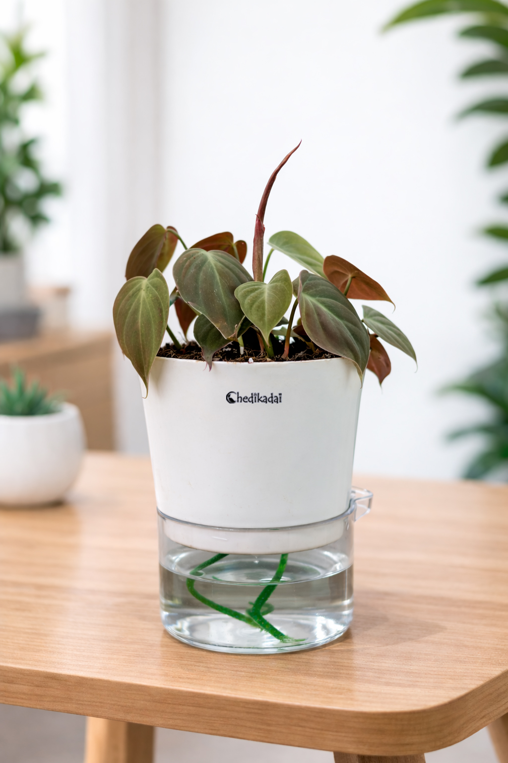 Philodendron Ceylon red + self watering