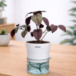 Red ivy purple waffle plant + self watering