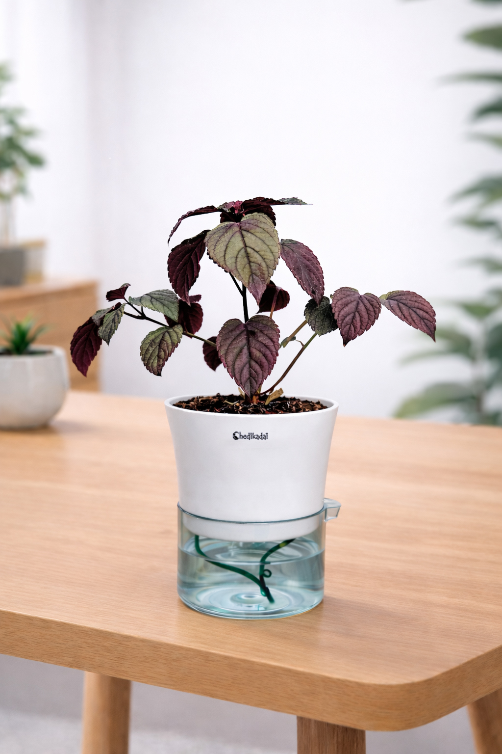 Red ivy purple waffle plant + self watering