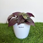 Red ivy purple waffle plant