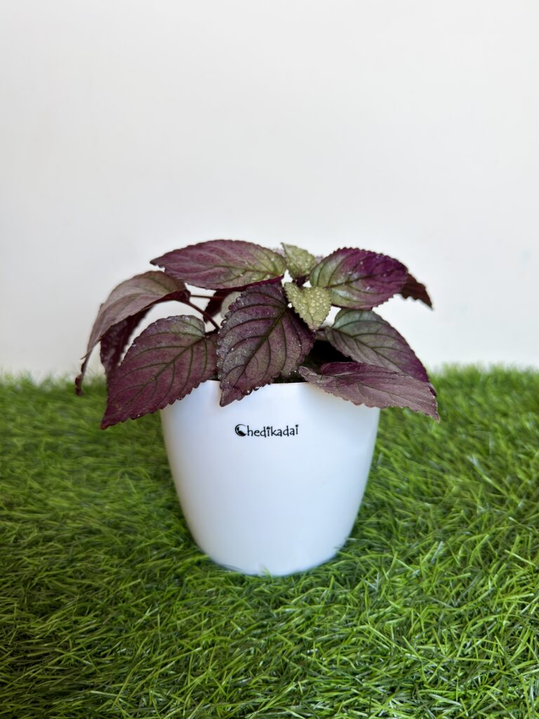 Red ivy purple waffle plant