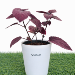 Red ivy purple waffle