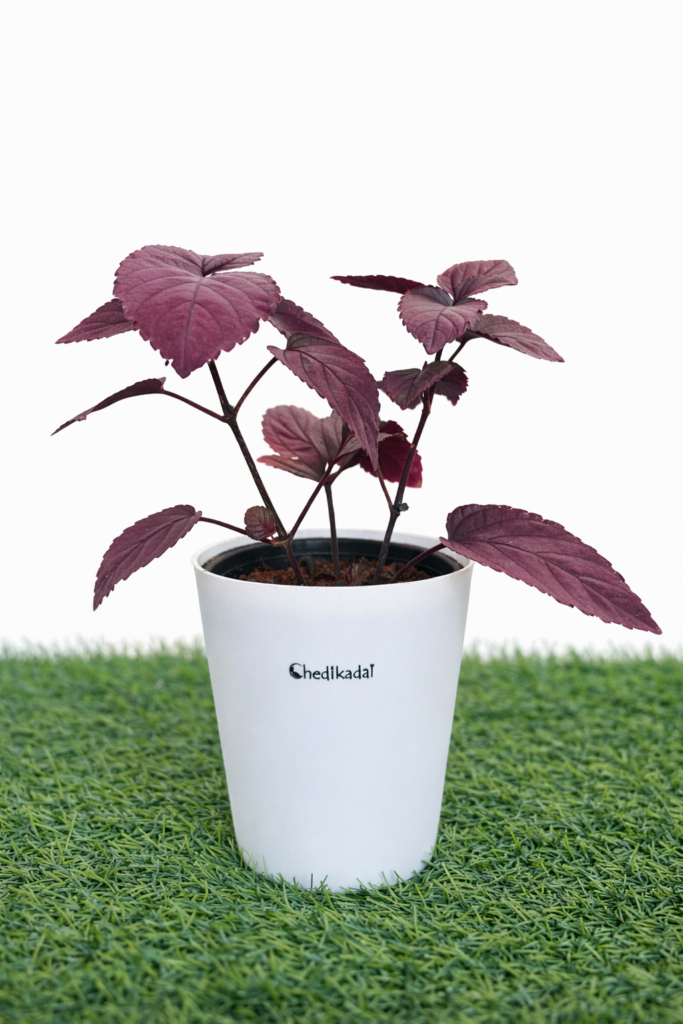 Red ivy purple waffle