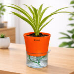 Spider + self watering