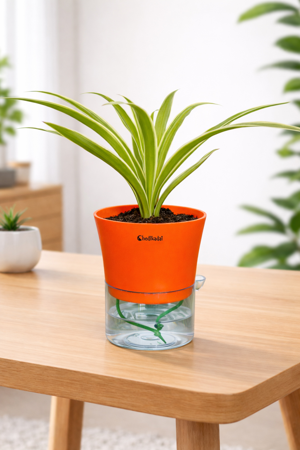 Spider + self watering