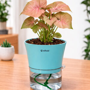 Syngonium pink + self watering