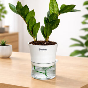ZZ plant + self watering