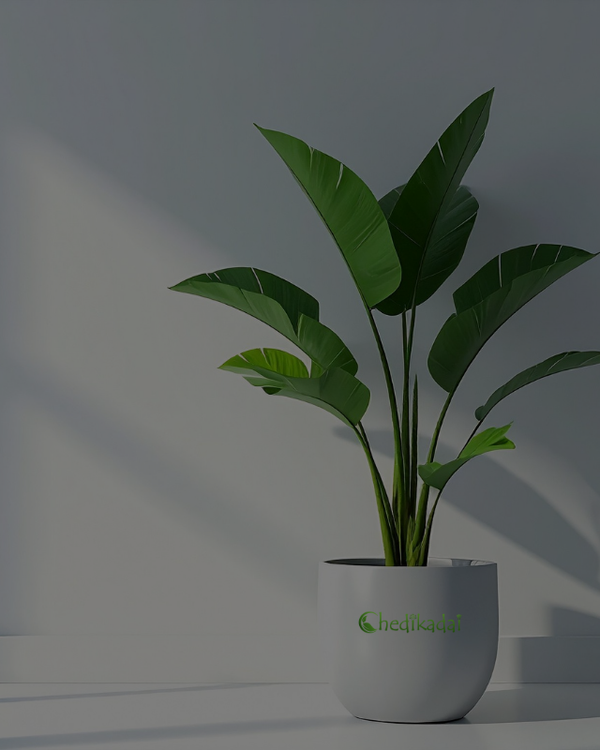 Chedikadai Premium Plant Module