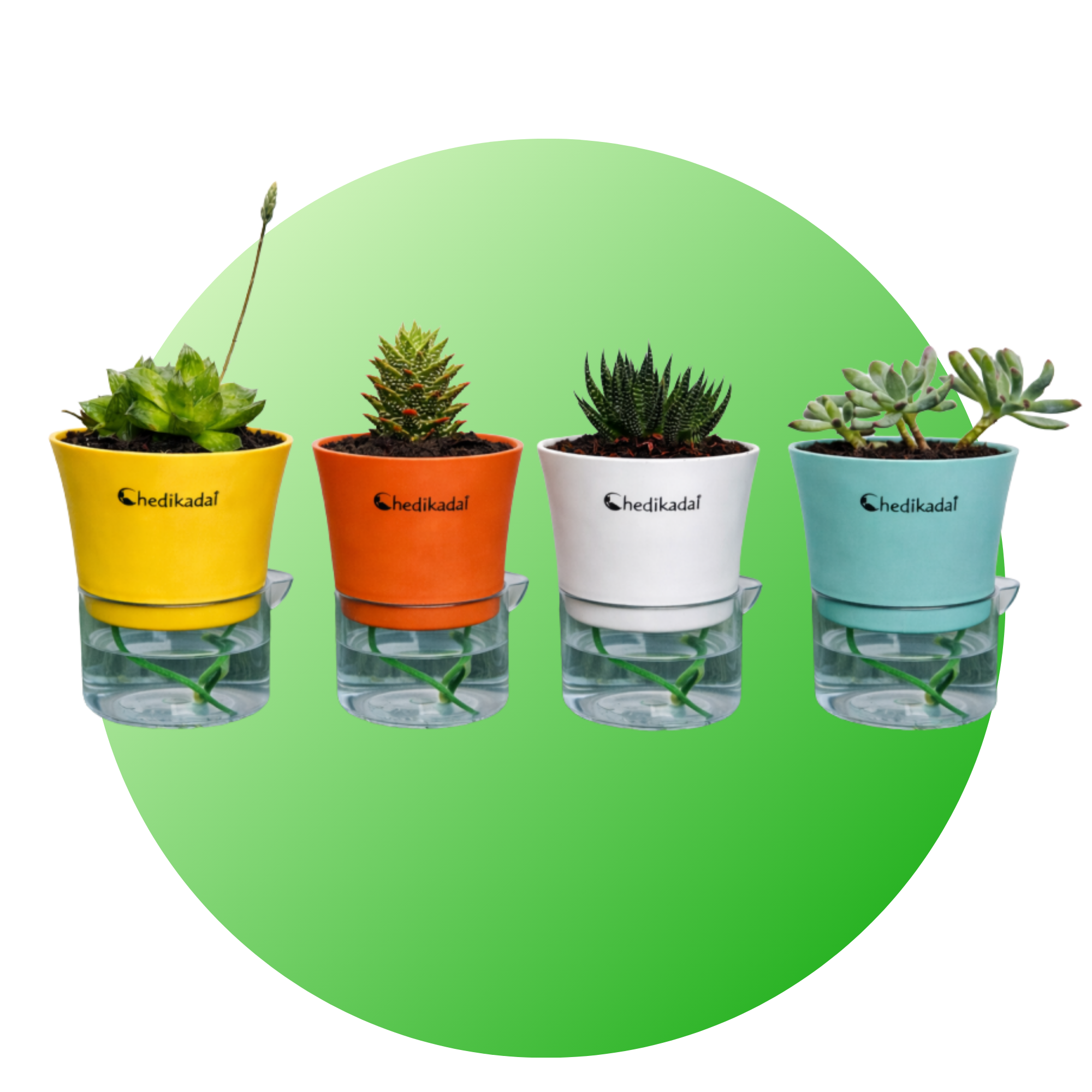 Succulents Combo - 4
