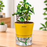 English ivy Yellow & Dark green with Self-Watering