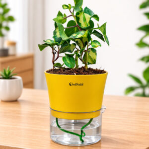 English ivy Yellow & dark green with Self-Watering