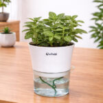 Fittonia Green Plant with Self-watering