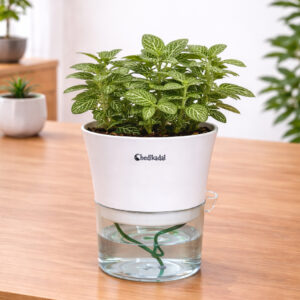 Fittonia Green Plant with Self-watering