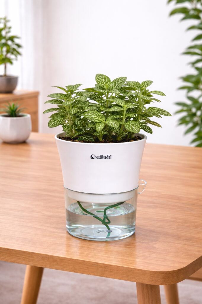 Fittonia Green Plant with Self-watering