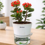 Kalanchoe Flowering Succulent with Self-watering