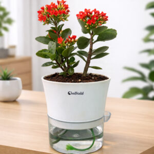 Kalanchoe Flowering Succulent with Self-watering