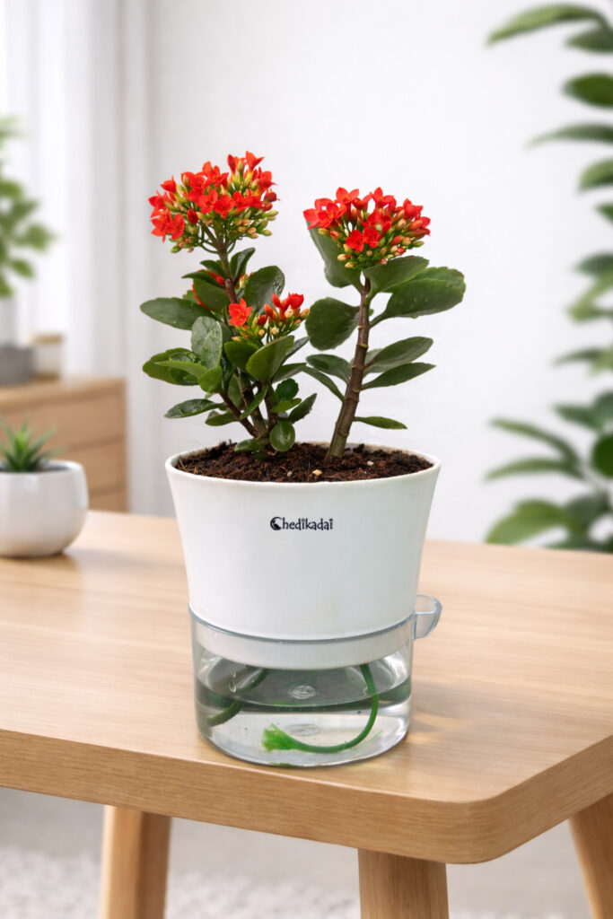 Kalanchoe Flowering Succulent with Self-watering