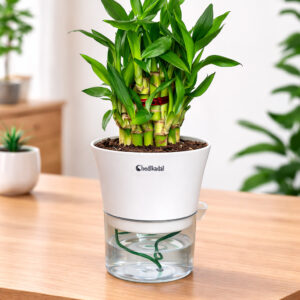 Lucky Bamboo 2 layers with Self watering
