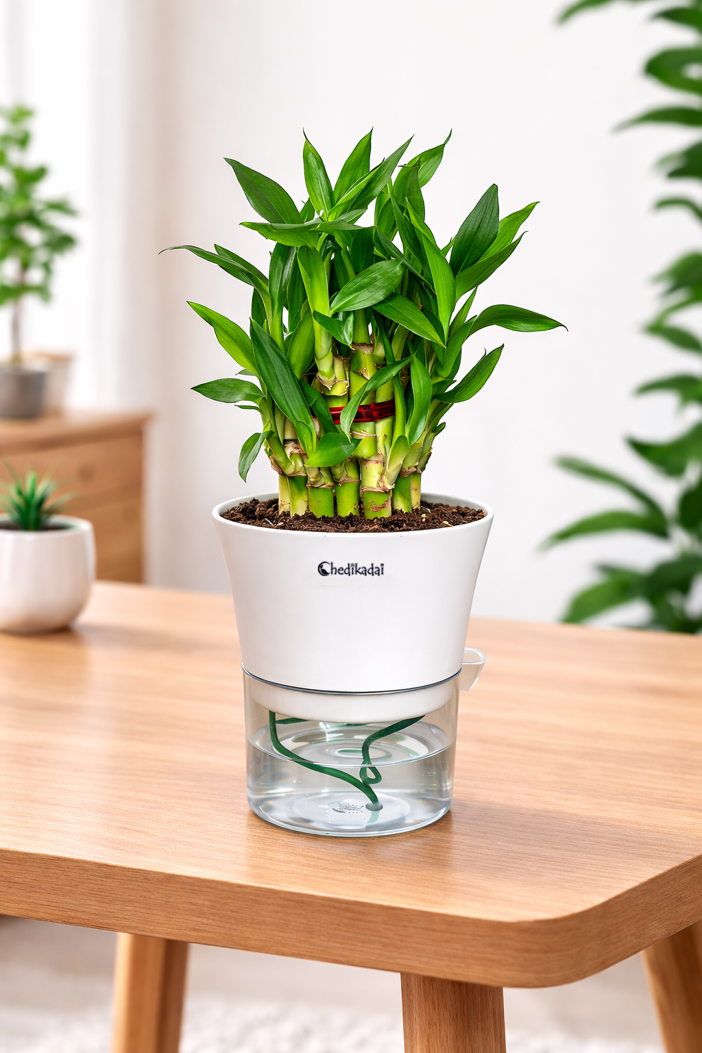 Lucky Bamboo 2 layers with Self watering