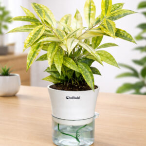 Milky bamboo with Self-watering