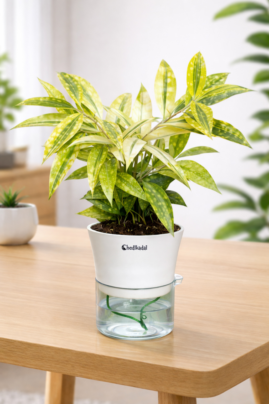 Milky bamboo with Self-watering