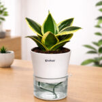 Mini Snake plant with Self-watering