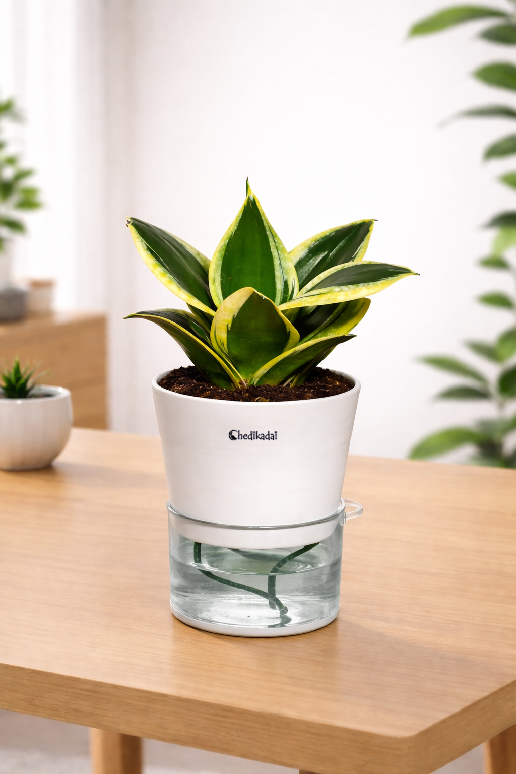 Mini Snake plant with Self-watering