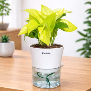 Money plant Golden with Self-watering